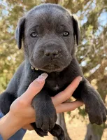 Pirate, a male Cane Corso for sale in Palmdale, CA – 1 of 8