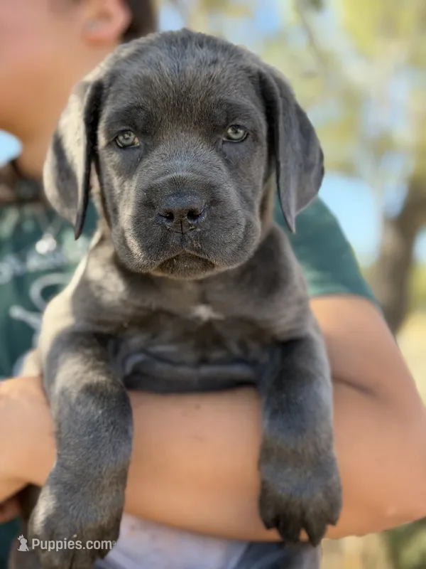 Mermaid – Cane Corso puppy for sale in Palmdale, CA