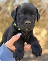 Kai, a male Cane Corso for sale in Palmdale, CA – 1 of 7