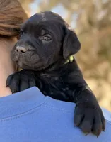 Kai, a male Cane Corso for sale in Palmdale, CA – 2 of 7