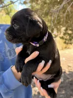 Marina, a female Cane Corso for sale in Palmdale, CA – 2 of 7