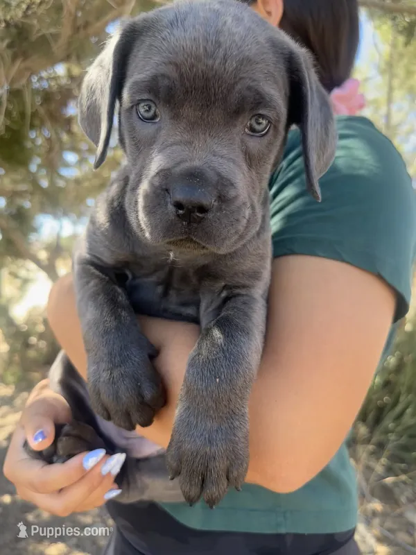 Nixie – Cane Corso puppy for sale in Palmdale, CA