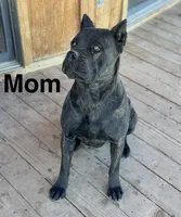 Mermaid, a female Cane Corso for sale in Palmdale, CA – 5 of 8