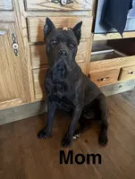 Triton, a male Cane Corso for sale in Palmdale, CA – 5 of 7