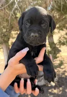 Marina, a female Cane Corso for sale in Palmdale, CA – 3 of 7
