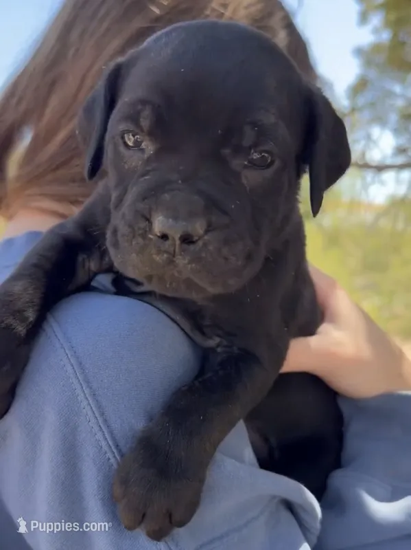 Captain – Cane Corso puppy for sale in Palmdale, CA
