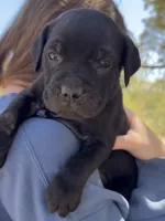 Captain, a male Cane Corso for sale in Palmdale, CA – 1 of 8