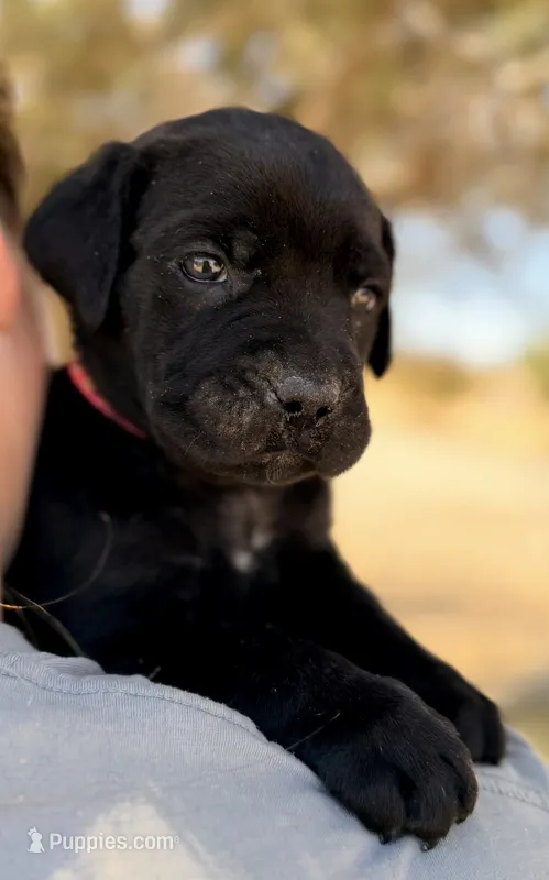 Coral – Cane Corso puppy for sale in Palmdale, CA