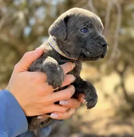 Isla, a female Cane Corso for sale in Palmdale, CA – 4 of 8