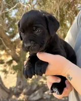 Coral, a female Cane Corso for sale in Palmdale, CA – 4 of 8