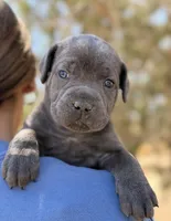 Cove, a female Cane Corso for sale in Palmdale, CA – 1 of 8