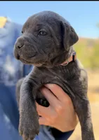 Cove, a female Cane Corso for sale in Palmdale, CA – 4 of 8