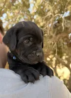 Triton, a male Cane Corso for sale in Palmdale, CA – 2 of 7
