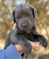Mermaid, a female Cane Corso for sale in Palmdale, CA – 3 of 8