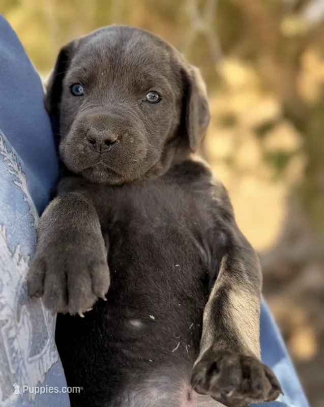 Mermaid – Cane Corso puppy for sale in Palmdale, CA