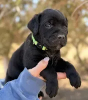 Kai, a male Cane Corso for sale in Palmdale, CA – 3 of 7