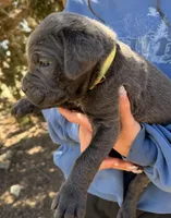Nixie, a female Cane Corso for sale in Palmdale, CA – 3 of 7
