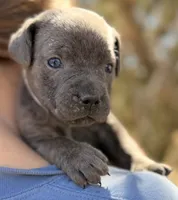 Isla, a female Cane Corso for sale in Palmdale, CA – 2 of 8
