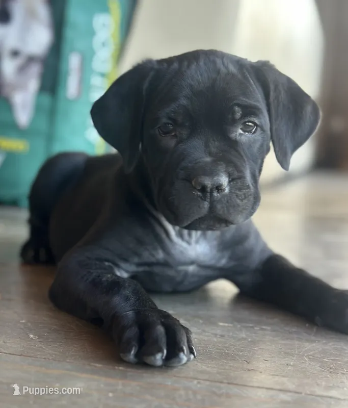 Captain – Cane Corso puppy for sale in Palmdale, CA