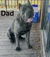 Pirate, a male Cane Corso for sale in Palmdale, CA – 8 of 8