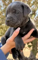Pirate, a male Cane Corso for sale in Palmdale, CA – 4 of 8