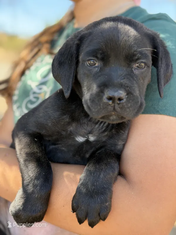 Coral – Cane Corso puppy for sale in Palmdale, CA