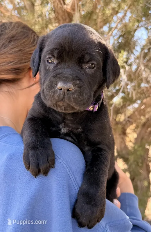 Marina – Cane Corso puppy for sale in Palmdale, CA