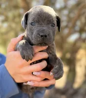 Isla, a female Cane Corso for sale in Palmdale, CA – 1 of 8