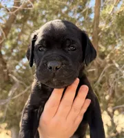 Triton, a male Cane Corso for sale in Palmdale, CA – 3 of 7