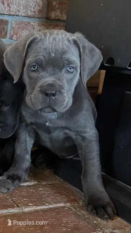 Nixie – Cane Corso puppy for sale in Palmdale, CA