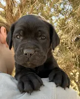 Triton, a male Cane Corso for sale in Palmdale, CA – 1 of 7