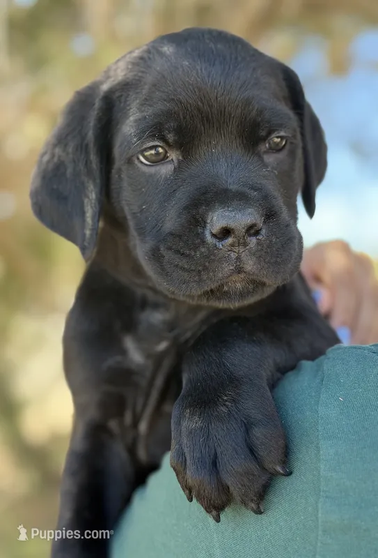 Kai – Cane Corso puppy for sale in Palmdale, CA