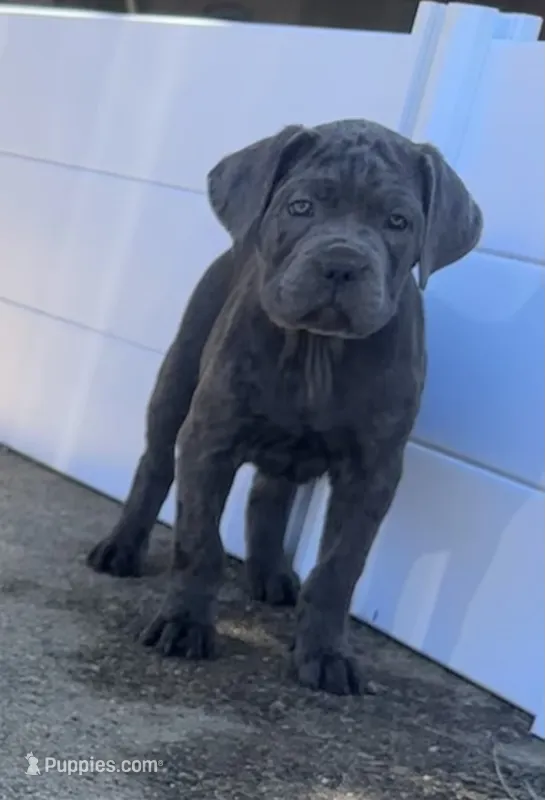 Cove – Cane Corso puppy for sale in Palmdale, CA