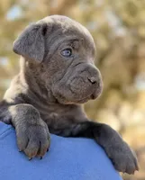 Cove, a female Cane Corso for sale in Palmdale, CA – 2 of 8