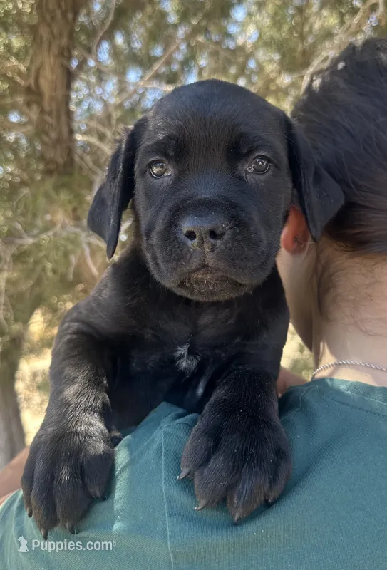 Marina – Cane Corso puppy for sale in Palmdale, CA