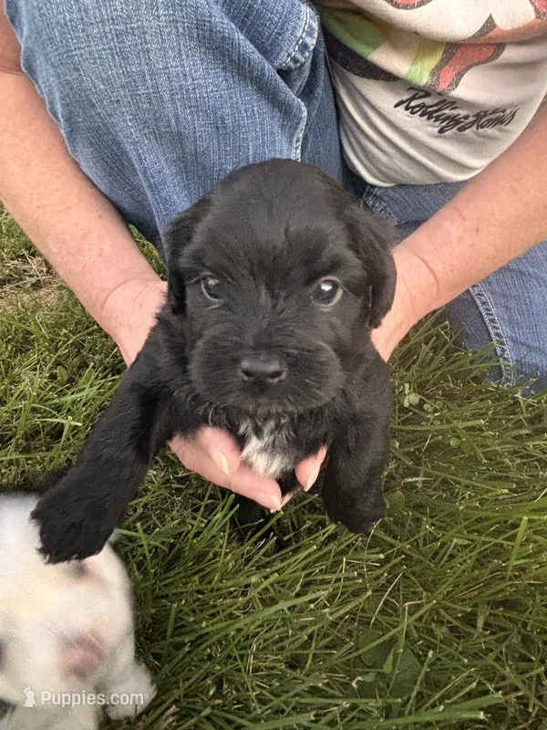 Kirby  – Shih Tzu, Miniature Aussiedoodle puppy for sale in Flora, IL
