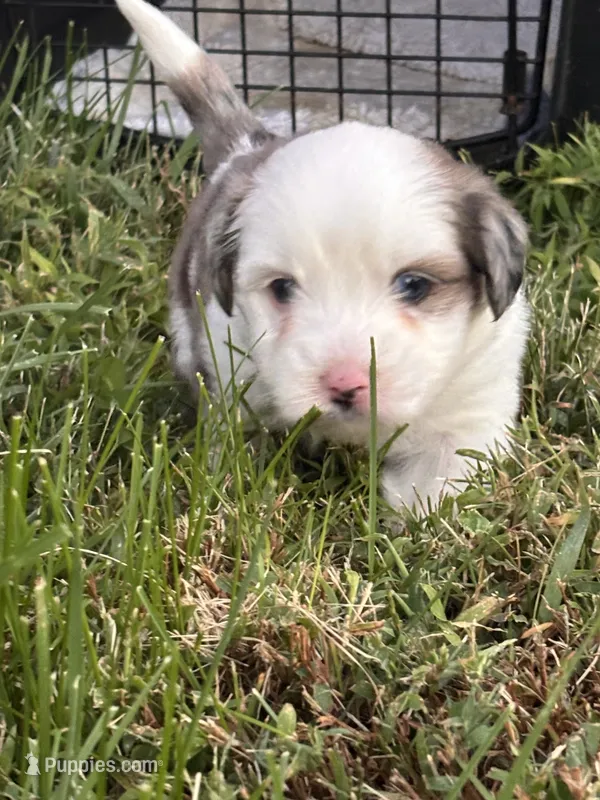 Chunk – Shih Tzu, Miniature Aussiedoodle puppy for sale in Flora, IL