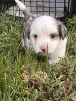 Chunk, a male Shih Tzu and Miniature Aussiedoodle for sale in Flora, IL – 2 of 3