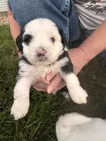 Spunky, a male Shih Tzu and Miniature Aussiedoodle for sale in Flora, IL – 1 of 4