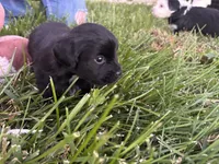 Kirby , a male Shih Tzu and Miniature Aussiedoodle for sale in Flora, IL – 2 of 3