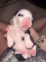 Spunky, a male Shih Tzu and Miniature Aussiedoodle for sale in Flora, IL – 2 of 4