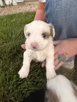 Carl , a male Shih Tzu and Miniature Aussiedoodle for sale in Flora, IL – 2 of 5