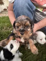 Elouise, a female Shih Tzu and Miniature Aussiedoodle for sale in Flora, IL – 3 of 3