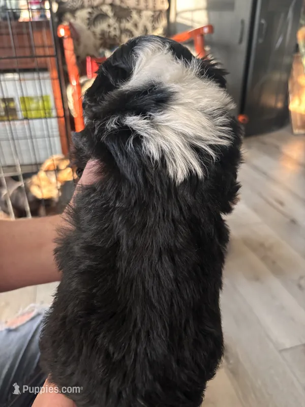 Spunky – Shih Tzu, Miniature Aussiedoodle puppy for sale in Flora, IL