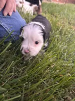 Spunky, a male Shih Tzu and Miniature Aussiedoodle for sale in Flora, IL – 4 of 4
