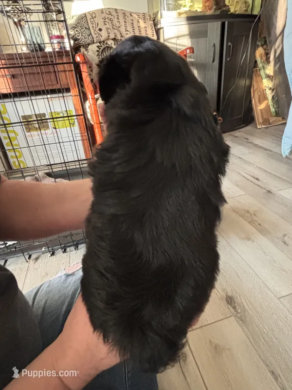 Kirby  – Shih Tzu, Miniature Aussiedoodle puppy for sale in Flora, IL