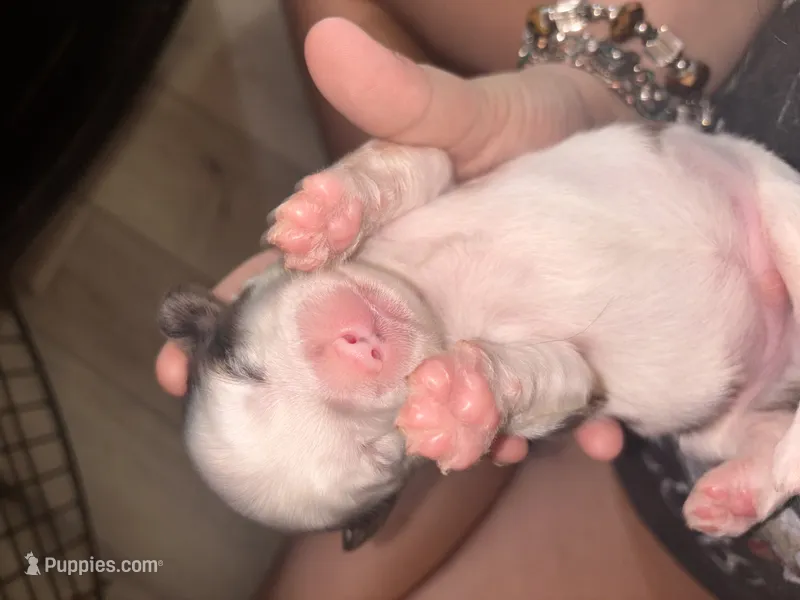Chunk – Shih Tzu, Miniature Aussiedoodle puppy for sale in Flora, IL