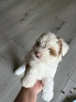 Carl , a male Shih Tzu and Miniature Aussiedoodle for sale in Flora, IL – 3 of 5