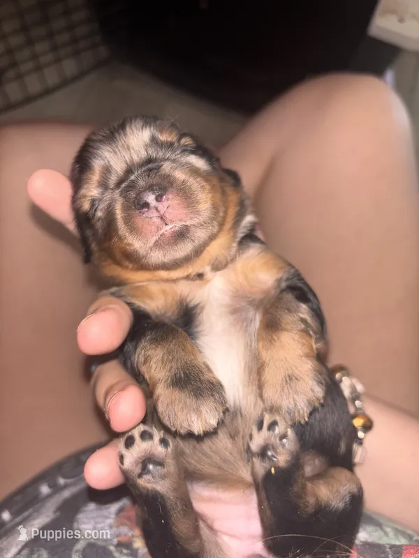 Elouise – Shih Tzu, Miniature Aussiedoodle puppy for sale in Flora, IL