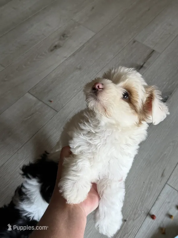Carl  – Shih Tzu, Miniature Aussiedoodle puppy for sale in Flora, IL